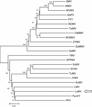 Phylogenetic relationship of LuMV and other 22 potyviruses